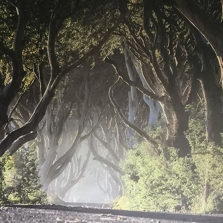 Dark Hedges Cottage 밸리캐슬 외부 사진